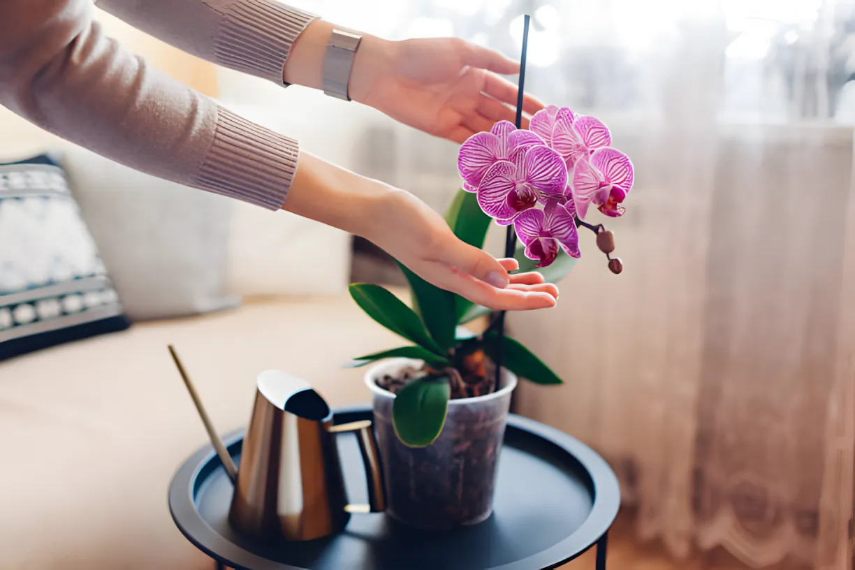 Dette affald vil forårsage orkidéer til at sprænge med blomster. Eksperten fortalte, hvad man skal fodre i slutningen af sommeren