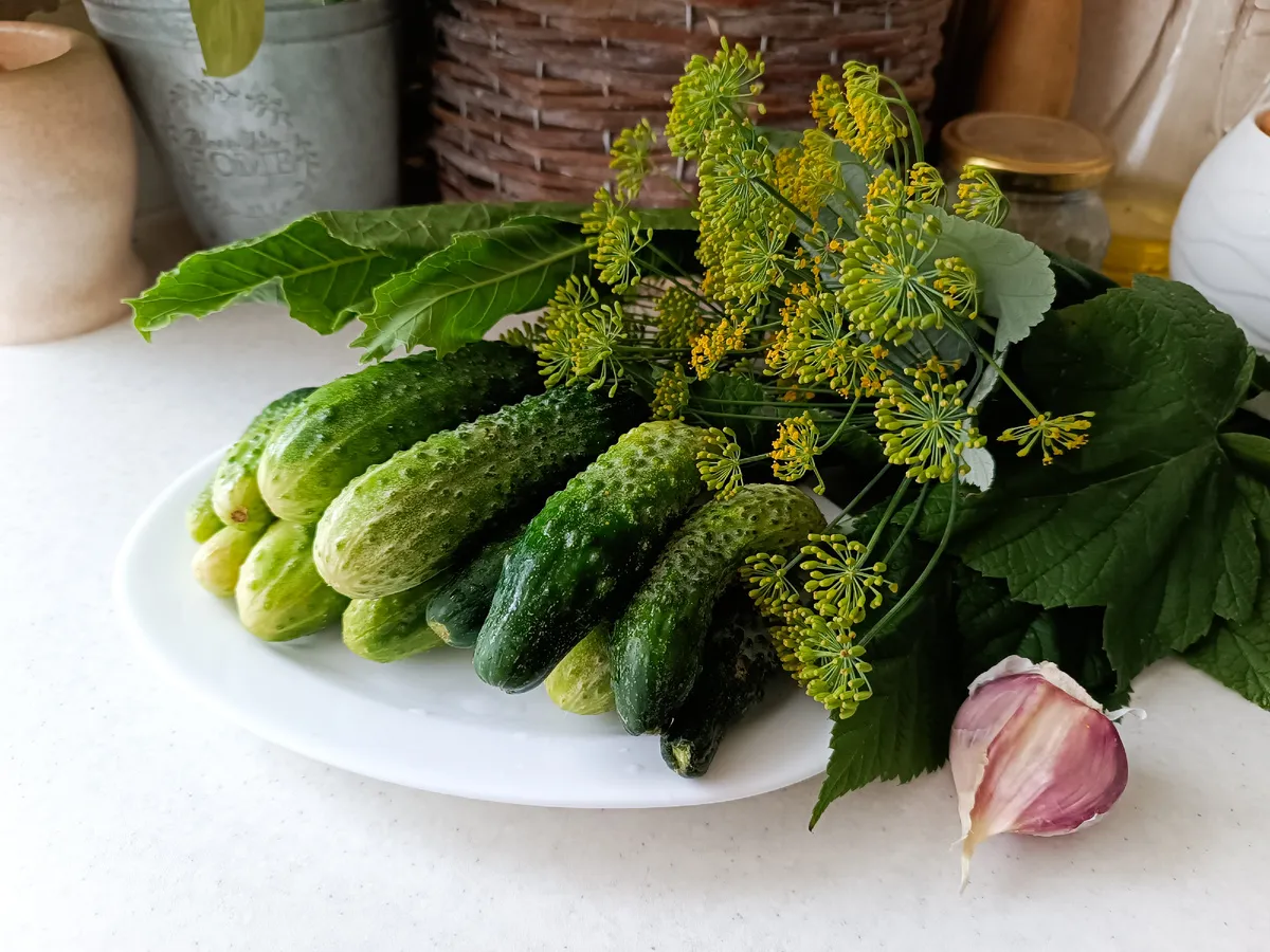 Lavtsaltede agurker til agurkens dag og meget mere