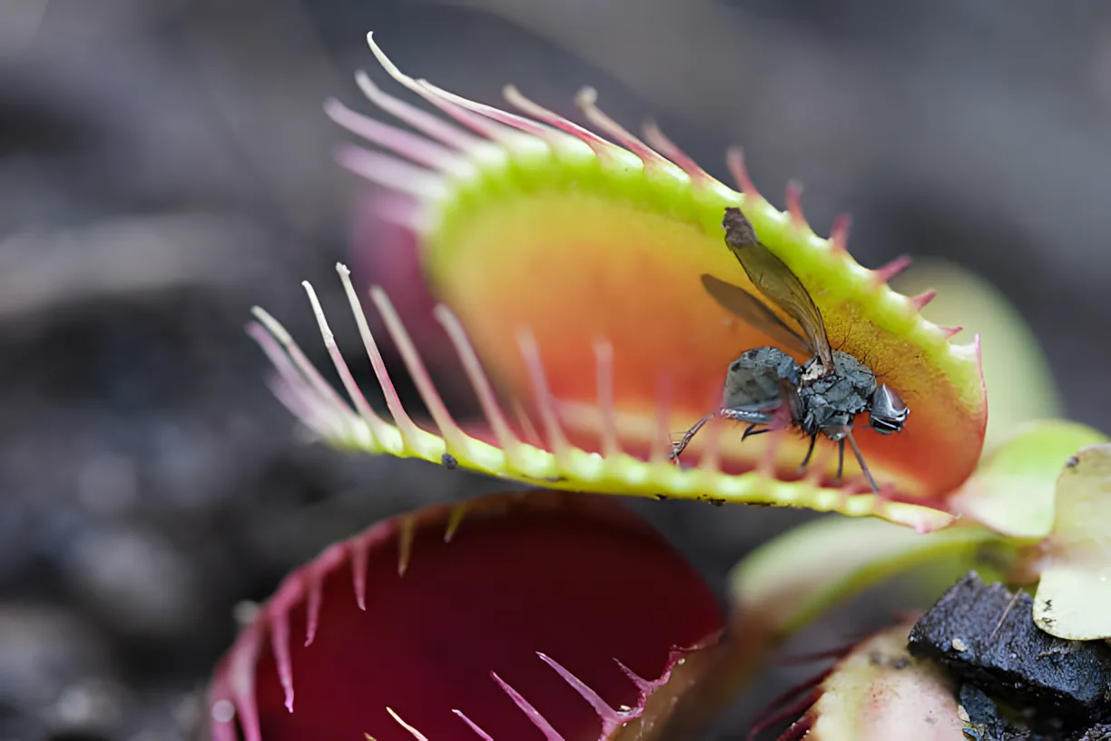 Naturlig desinfektionsmiddel: 6 indendørs planter, der afviser fluer, myg og andre insekter