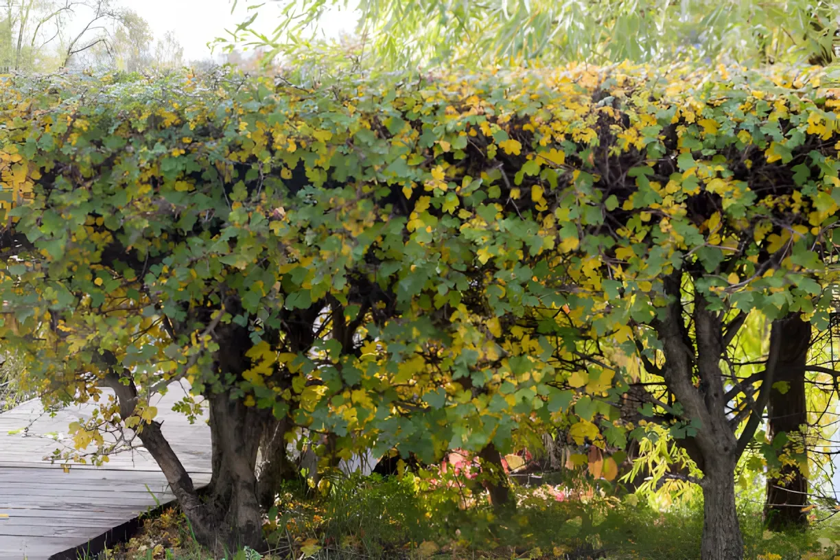 Plant den i stedet for en thuja Bedst til en hæk Hvidtjørn bliver mere og mere populær