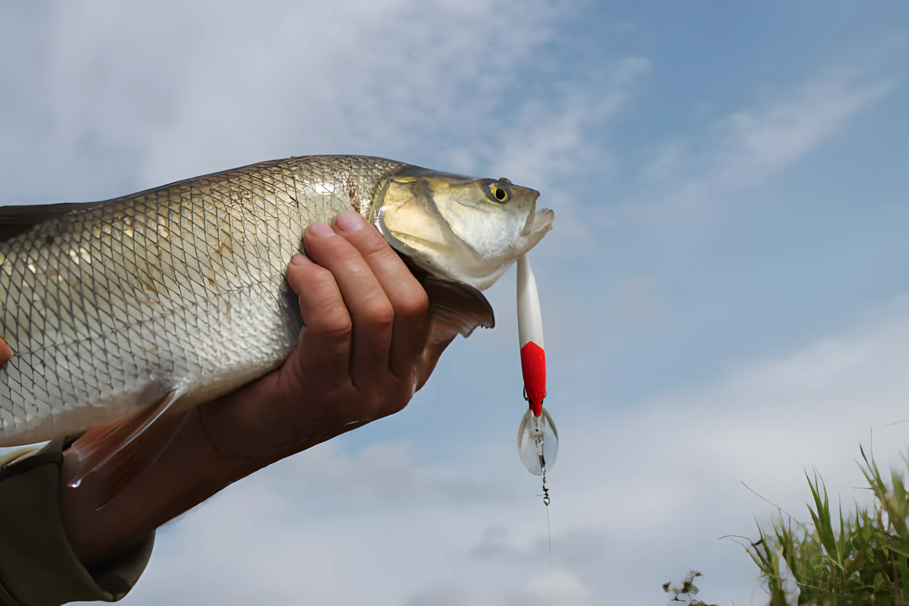 Reglerne for flådfiskeri efter karper