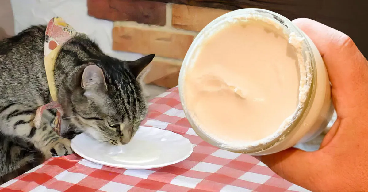 Sådan laver du creme fraiche af kefir med dine egne hænder