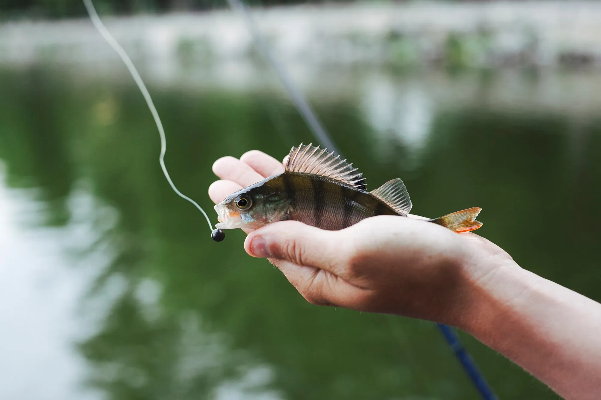 Skal man genudsætte en fanget fisk, og hvad sker der med den bagefter?
