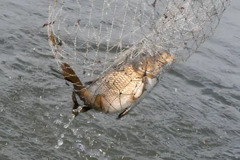 Fangst af karper: jigs, fiskehemmeligheder