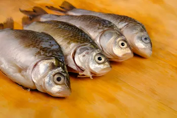 Fiskevarsel om "uheldig" juni eller den rigtige taktik til at fange karper