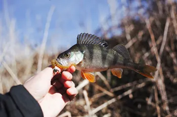 For den mest effektive aborre fiskegrej har du brug for en pålidelig lille ting