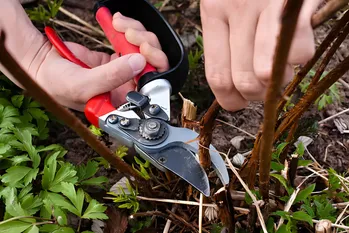 Hindbær pruning: dette er, hvordan du prune sommer hindbær og efterår hindbær