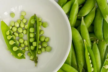 Hvilke fisk reagerer på ærteagn