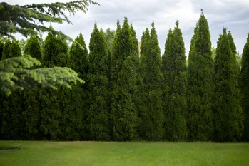 Hvordan til korrekt vand thuja i november? Her er hvad tid til at gøre det, så der er ingen svamp