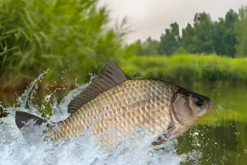 Når karperne begynder at bide i vandområderne i den midterste zone