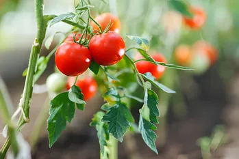 Revitalisering af tomatbedet: Hvad skal man plante efter høsten for at forbedre jorden?