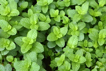 Sæt denne plante på windowsill. Det vil fungere som et myggenet.